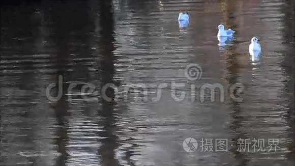 海鸥浮在水里，飞走了