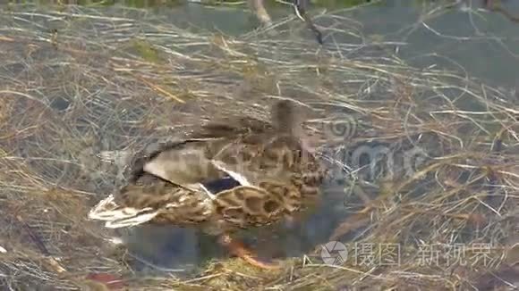 野鸭或野鸭在GH44KU HD湖上游泳