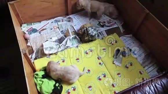 三只拉布拉多猎犬笔盒里的小狗视频