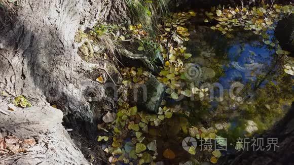 秋天的秋叶漂浮在水坑里。