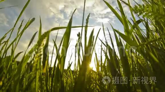 风中绿草如茵的特写视频