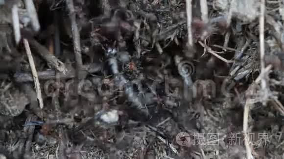 蚂蚁在蚁丘上捉蟋蟀