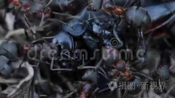 蚂蚁在蚁丘上捉蟋蟀视频