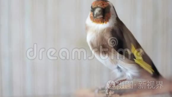 鸟笼中的金雀鸟视频视频
