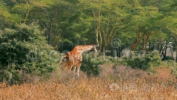 长颈鹿在纳库鲁公园吃树叶