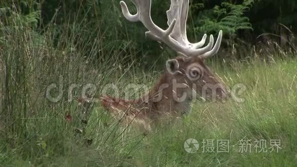 浅鹿在长草中鹿