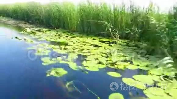 多瑙河三角洲生物圈保护区内一条充满百合花的水道