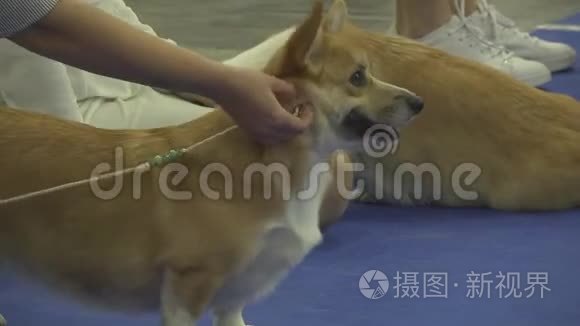 排练的狗在马戏团表演视频