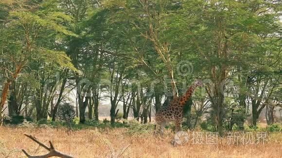 长颈鹿在纳库鲁公园吃树叶视频