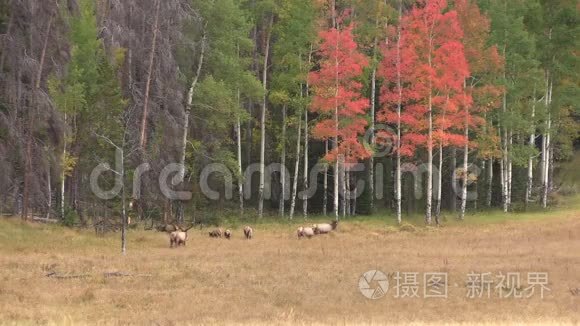 秋天风景中的麋鹿视频