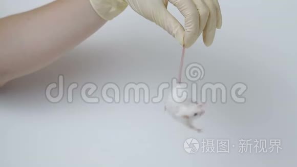 医学研究科学家持有实验室老鼠视频