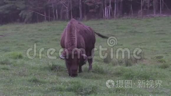 大型美洲野牛饲养视频