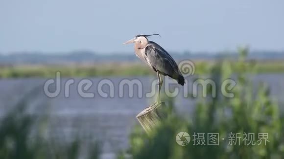 伟大的蓝鹭视频