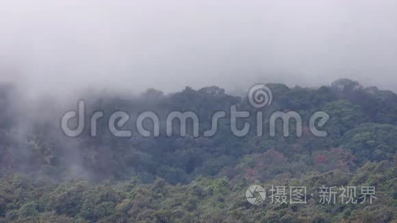 下午晚些时候热带雨林的云动视频