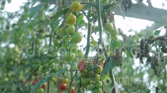 温室里树枝上的番茄