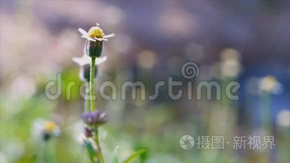 流水的草花视频