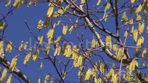 榛树柔美丽的春天开花视频