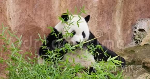 大熊猫在动物园吃竹子视频