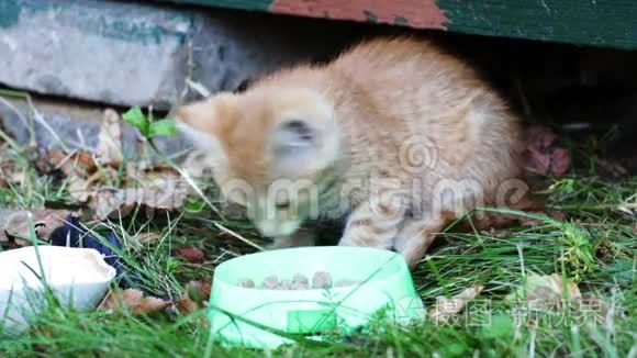 小红猫吃碗里的食物视频