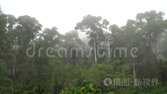 薄雾中的热带双翅目雨斑视频