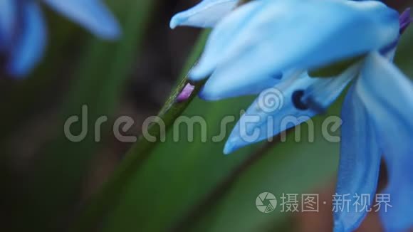 花园里的蓝雪茄花。 阳光明媚的日子里，第一朵春花随风摆动