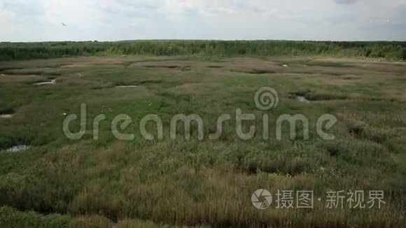 鸟瞰沼泽土地与白鹭筑巢地视频