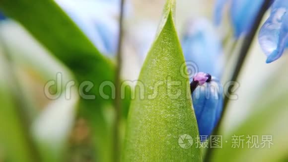 花园里的蓝雪茄花。 阳光明媚的日子里，第一朵春花随风摆动