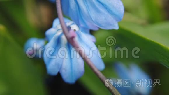 花园里的蓝花。 阳光明媚的日子里，第一朵春花随风摆动