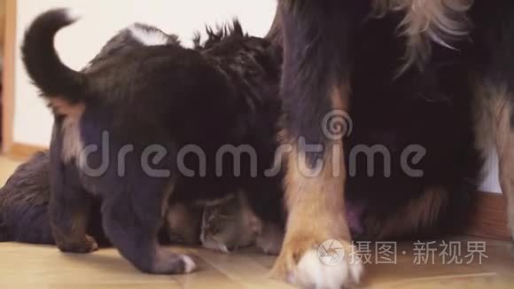 伯尼斯牧羊犬母亲喂养小狗视频