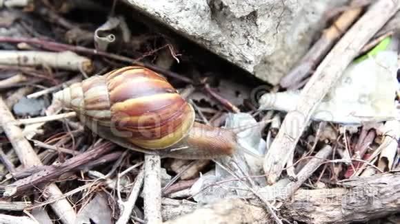 城市里孤独的蜗牛生活视频