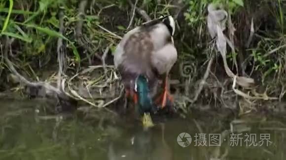 鸭子游泳