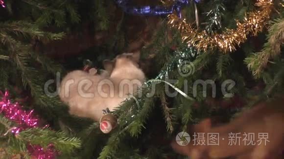 猫躲在圣诞树下的狗身上视频
