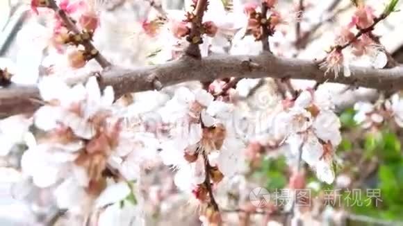 樱花宏观或非常特写镜头