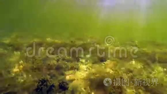 在水下湖中发现的植物视频