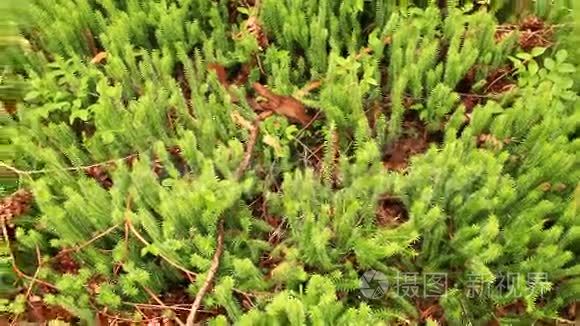 有树木和蕨类植物的绿色森林视频