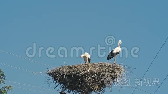 一家鹳在一个大巢里。 蓝天。