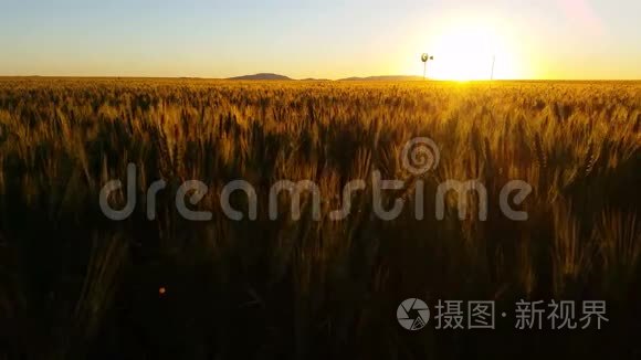 自然风景日落景观麦田视频