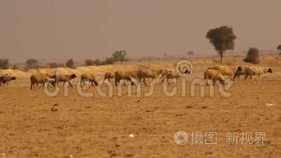 绵羊在印度拉贾斯坦沙漠视频