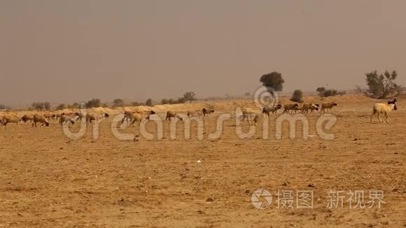 绵羊在印度拉贾斯坦沙漠视频