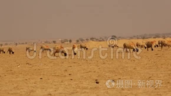 绵羊在印度拉贾斯坦沙漠视频