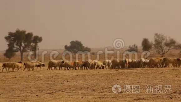 绵羊在印度拉贾斯坦沙漠视频