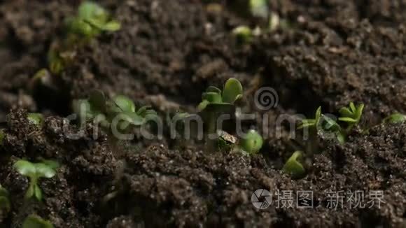 种植绿芥子植物农业春季季节视频