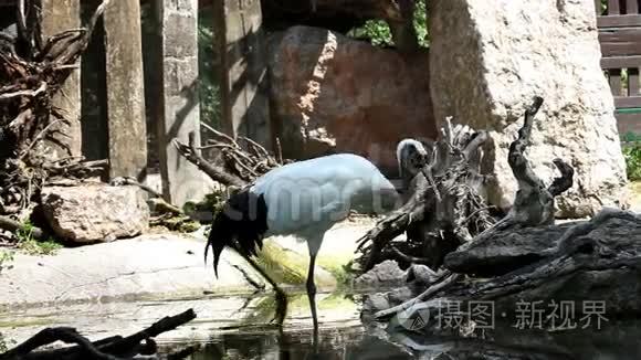 鸟儿站在水里寻找食物视频