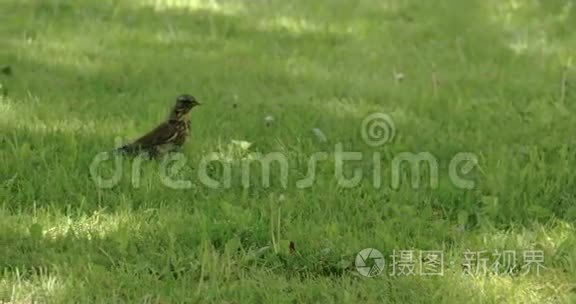 草上一曲画眉4K FS700奥德赛7Q