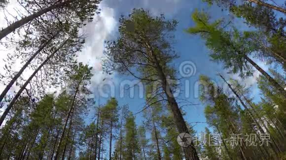 通过松树拍摄天空的延时摄影视频