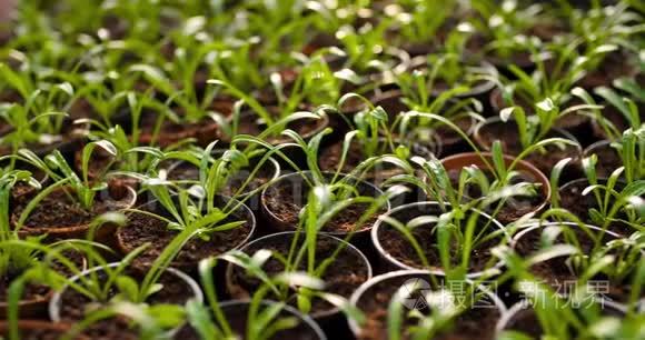 生长在温室农业中的盆栽植物视频