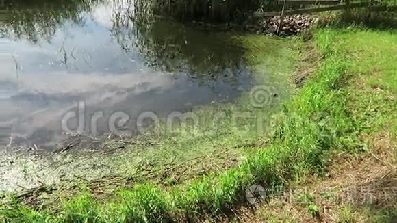 池塘里的小青蛙有许多绿色植物视频