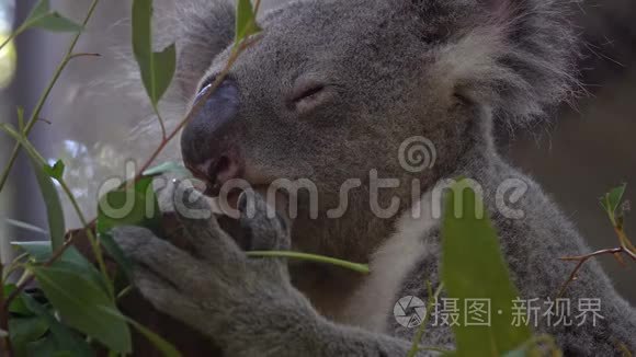 在动物园树枝上睡觉的考拉熊视频