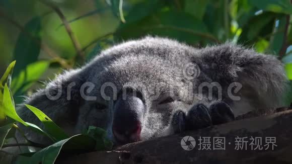 在动物园树枝上睡觉的考拉熊视频