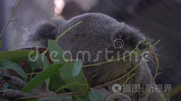 在动物园树枝上睡觉的考拉熊视频